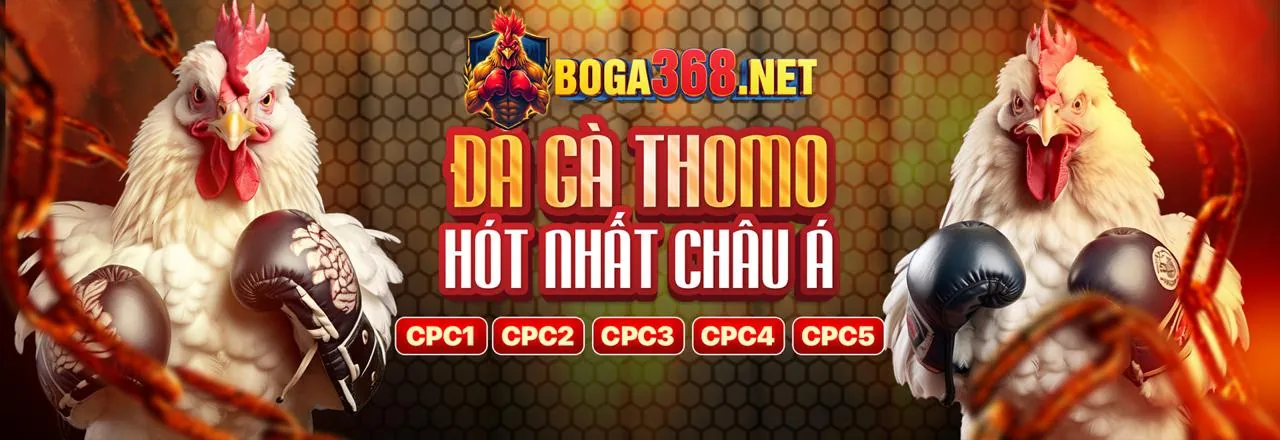 Hướng dẫn xem trực tiếp đá gà SV368 Thomo