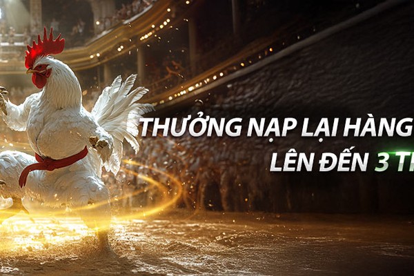 Cá cược đá gà trực tiếp Thomo SV368