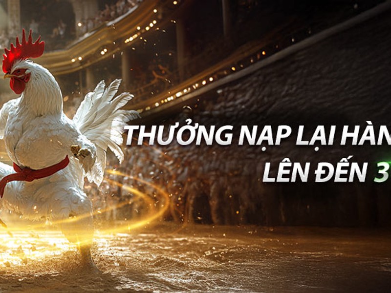 Hình ảnh hai chú gà chọi đang thi đấu quyết liệt tại trường gà Thomo