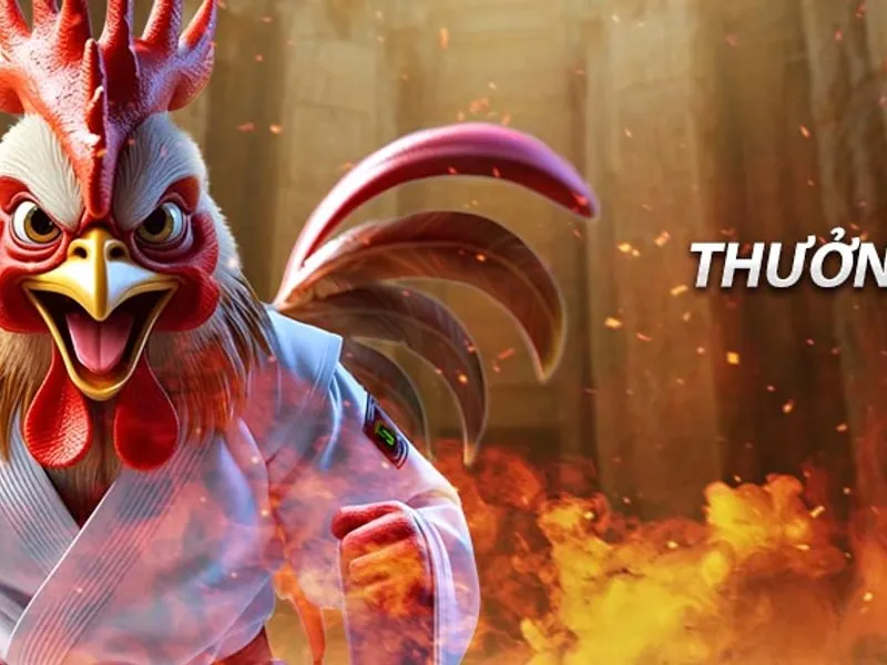 Gà chiến chuẩn bị thi đấu