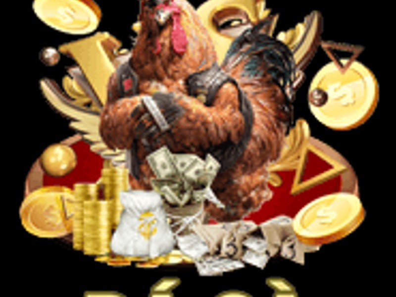 Trận đấu đá gà Thomo cận cảnh
