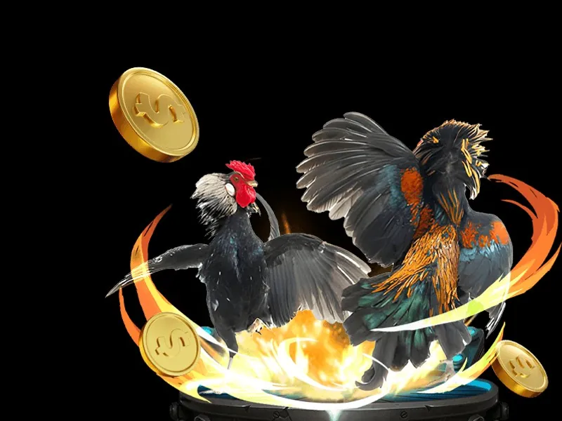 Trận đấu đá gà Thomo sắp diễn ra với khán giả đông đảo